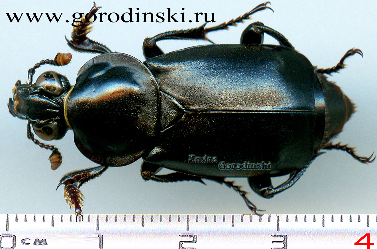 http://www.gorodinski.ru/silphidae/Nicrophorus concolor s.str..jpg